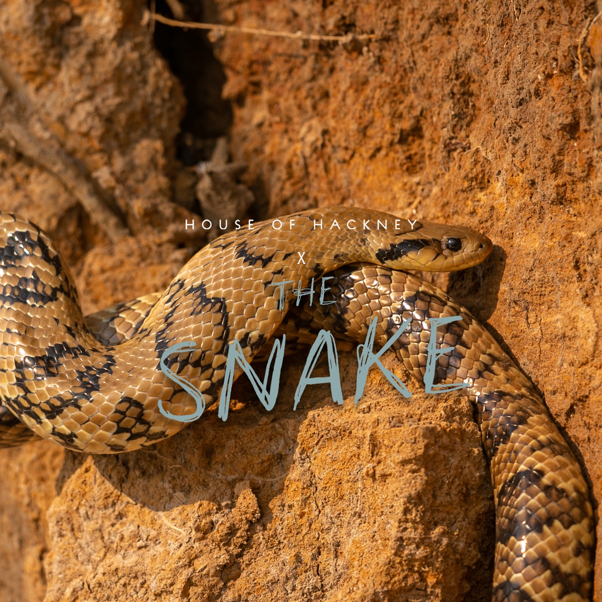 HOUSE OF HACKNEY X THE SNAKE