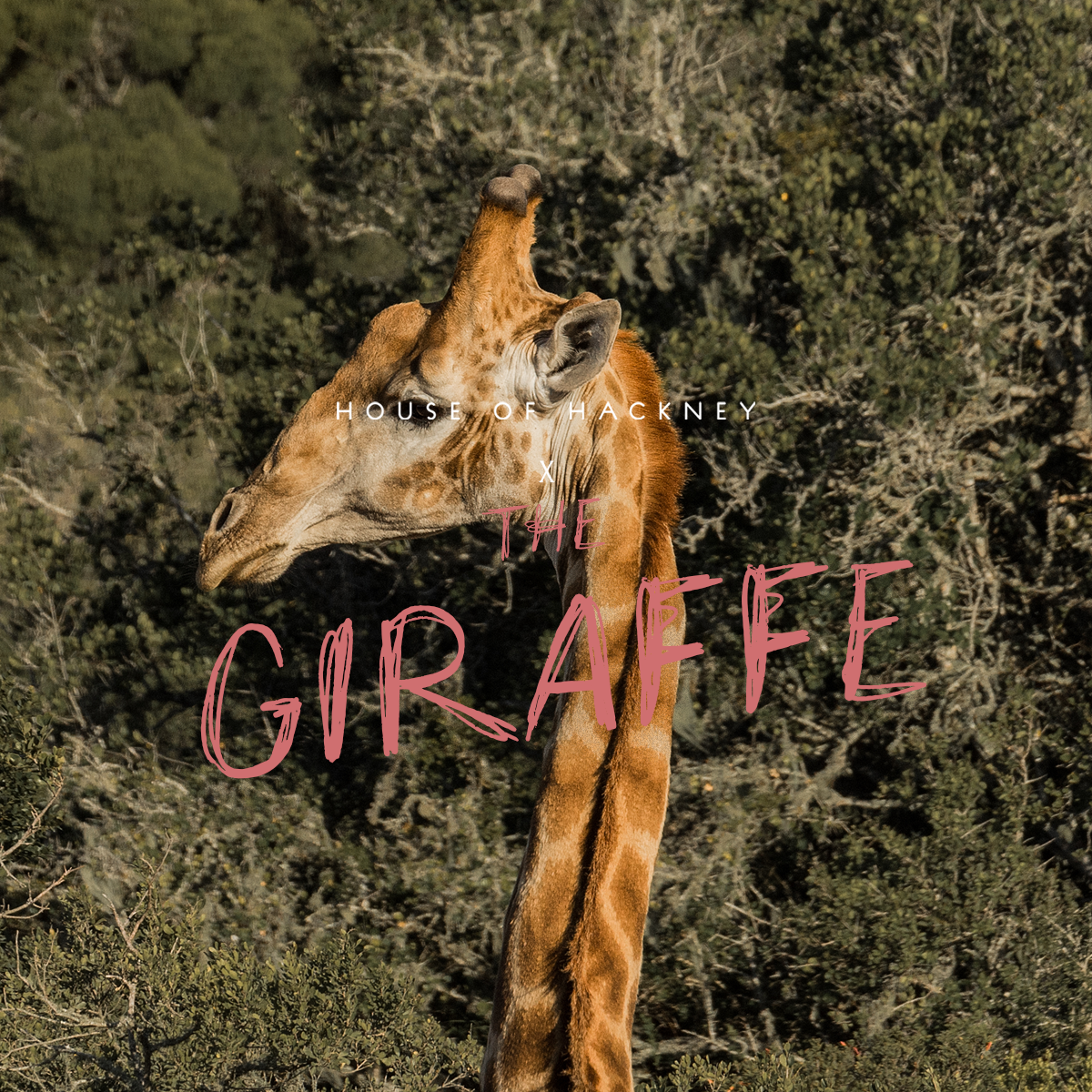 HOUSE OF HACKNEY X THE GIRAFFE