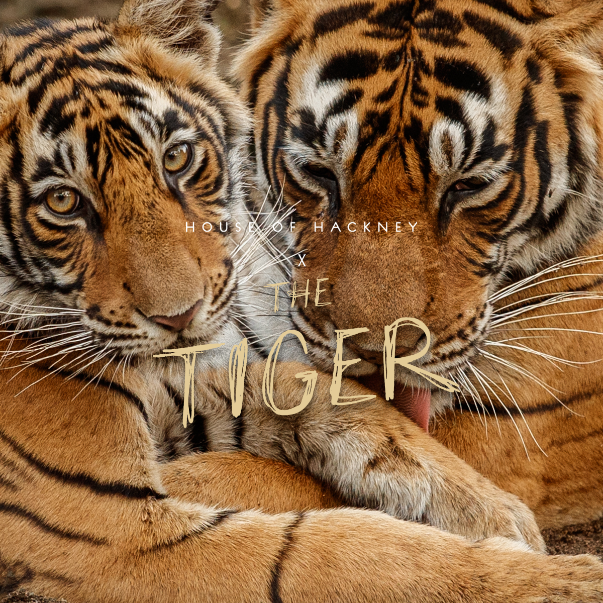 HOUSE OF HACKNEY X THE TIGER