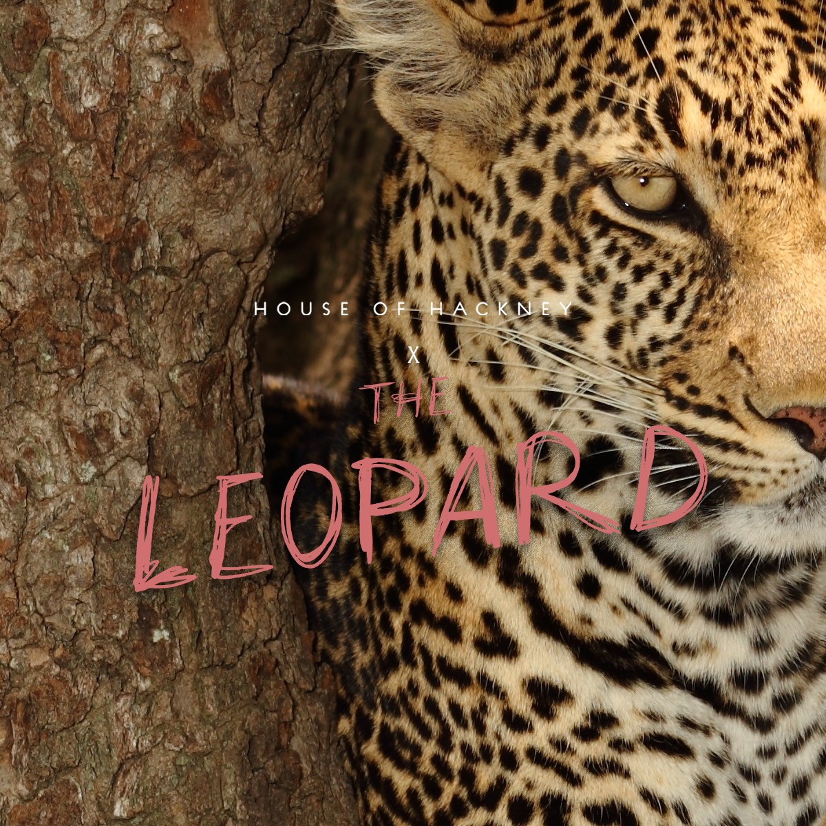 HOUSE OF HACKNEY X THE LEOPARD