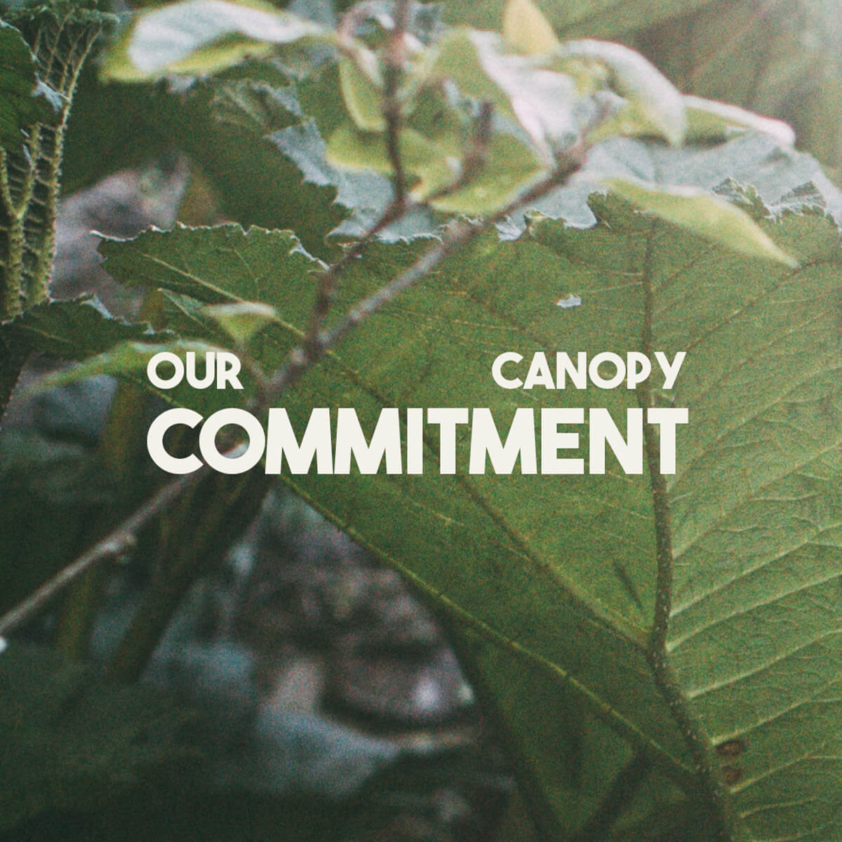 CANOPY