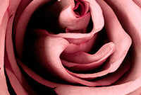 Auras 03: To Flourish Image