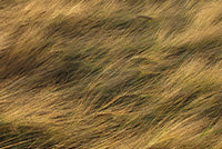 Aura 06: To Nourish Image