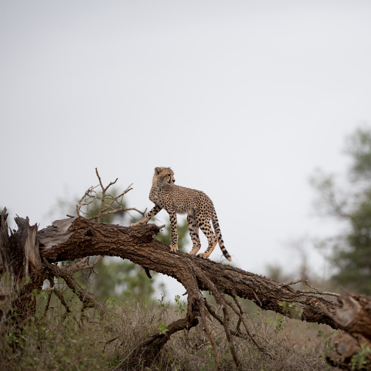 Nature Licensing Fee