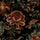 ARTEMIS Carpet - Black