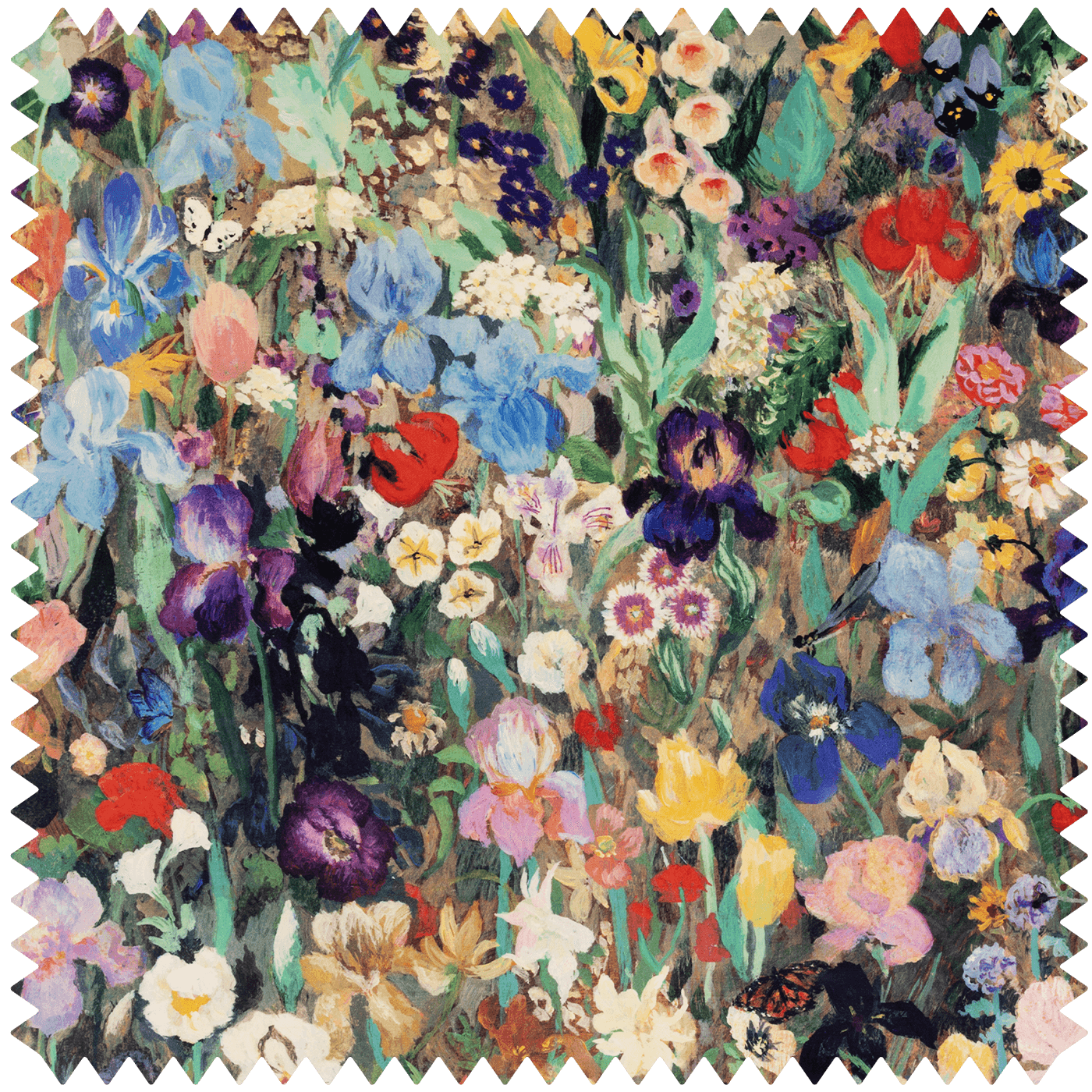 FLORIBUNDA MAGNA Velvet - Zenith