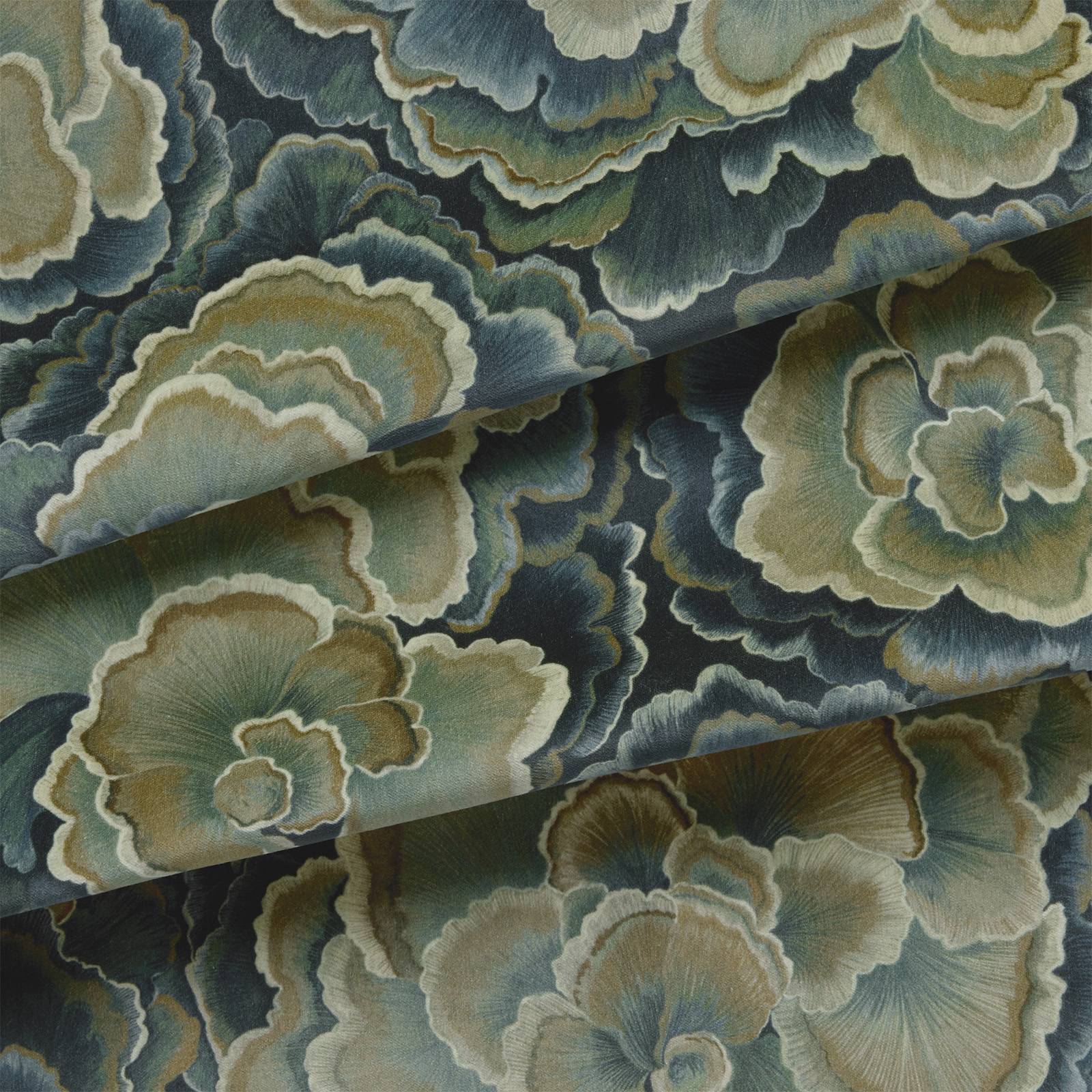 TRAMETES Velvet - Carex