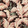 PLUMA Wallpaper - Carob