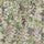 HOLLYHOCKS Wallpaper - Meadow